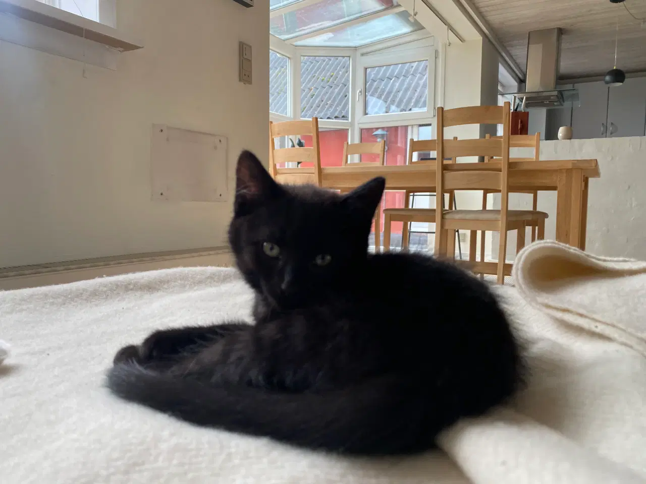 Billede 3 - Skønne killinger 1/2 norsk skovkat