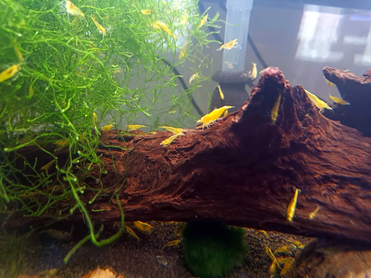 Billede 3 - Gule Neocaridina – Yellow Fire Neon Backstripe