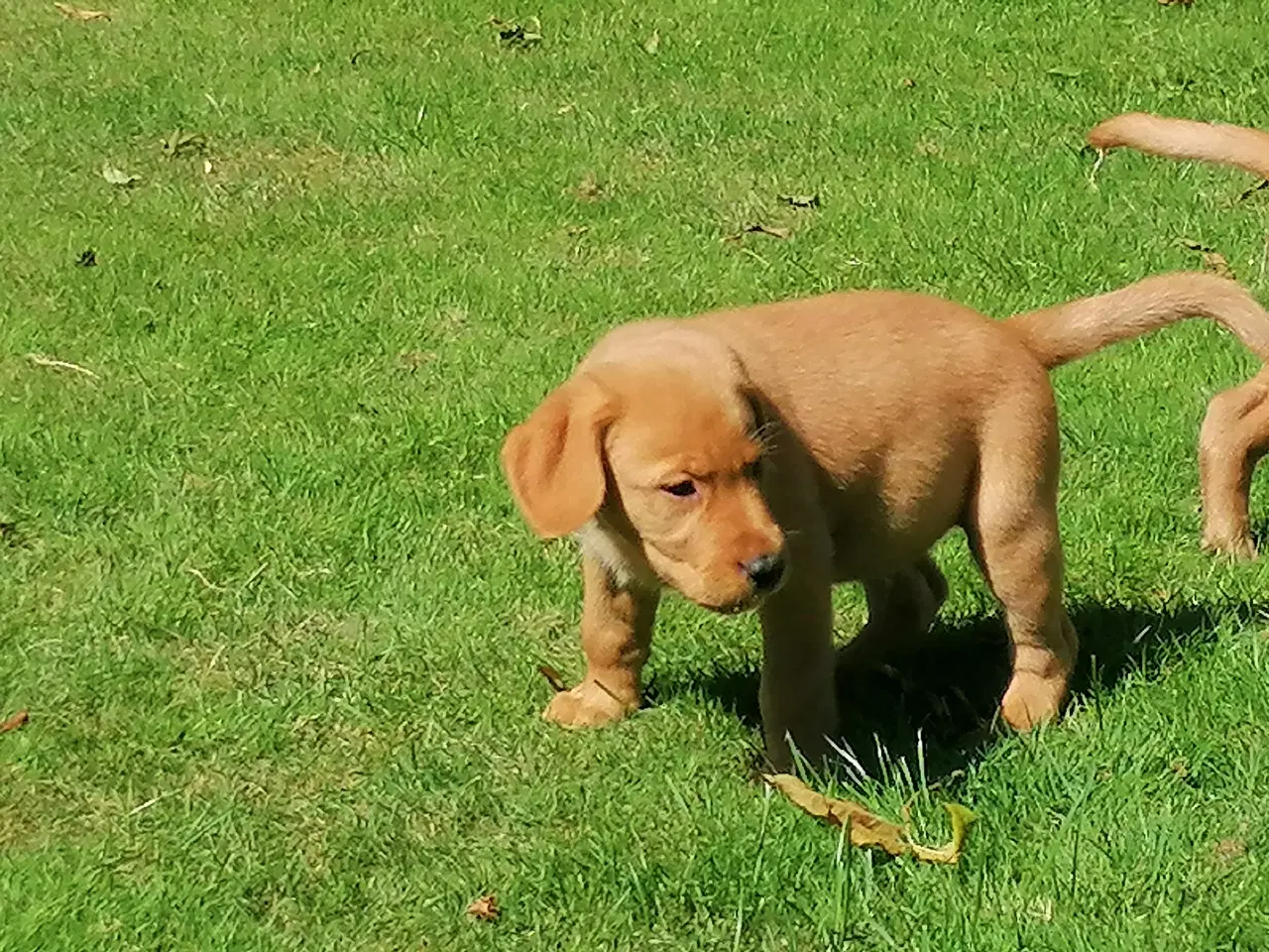 Billede 1 - Red fox Labrador hvalpe sælges