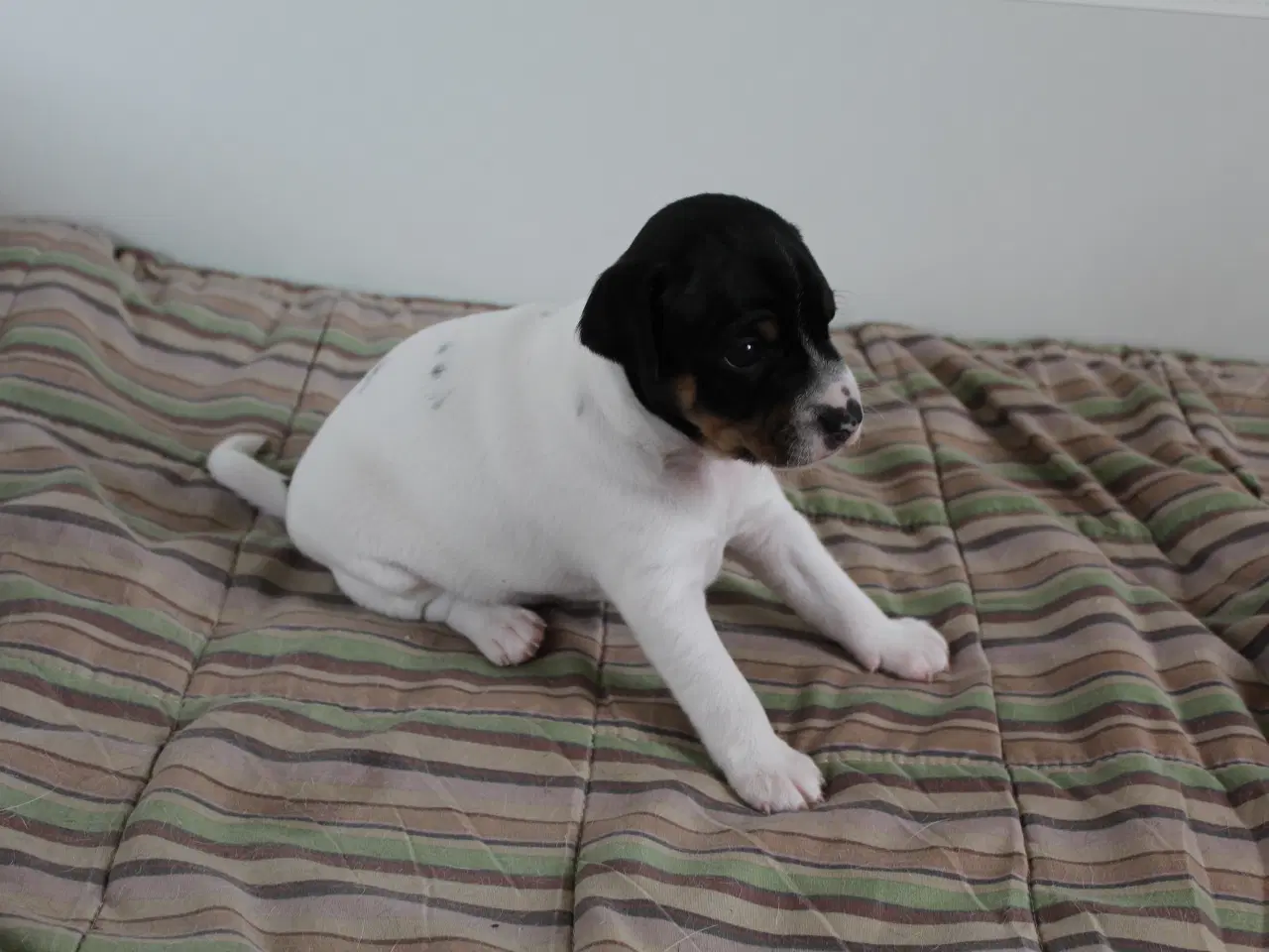 Billede 3 - Dansk/svensk gårdhundehvalpe
