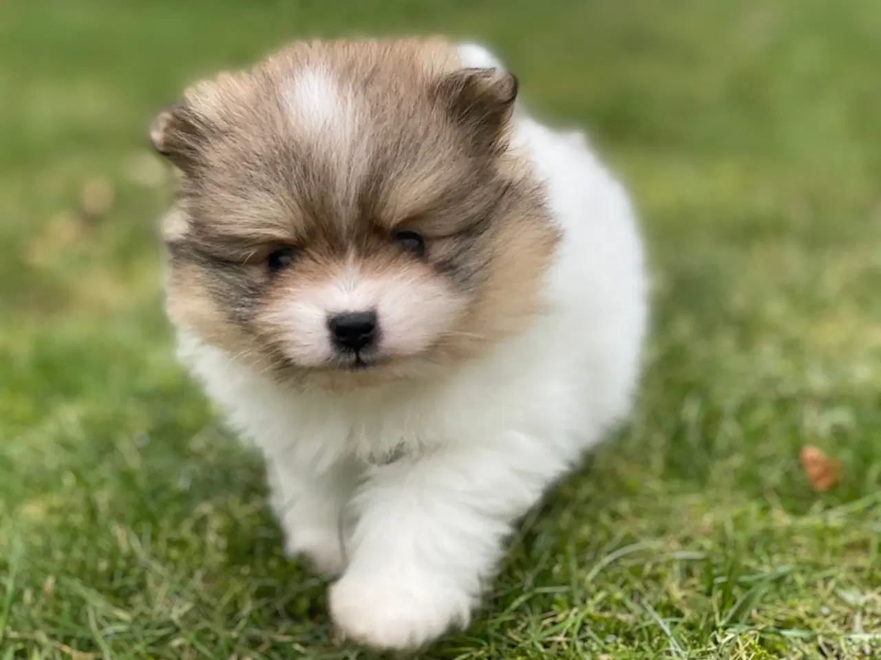 Billede 1 - DKK skønne Pomeranian drenge