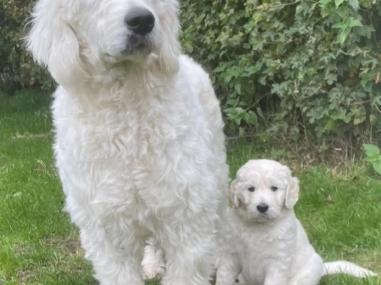 Billede 5 - Doodle - Goldendoodle-hvalpe