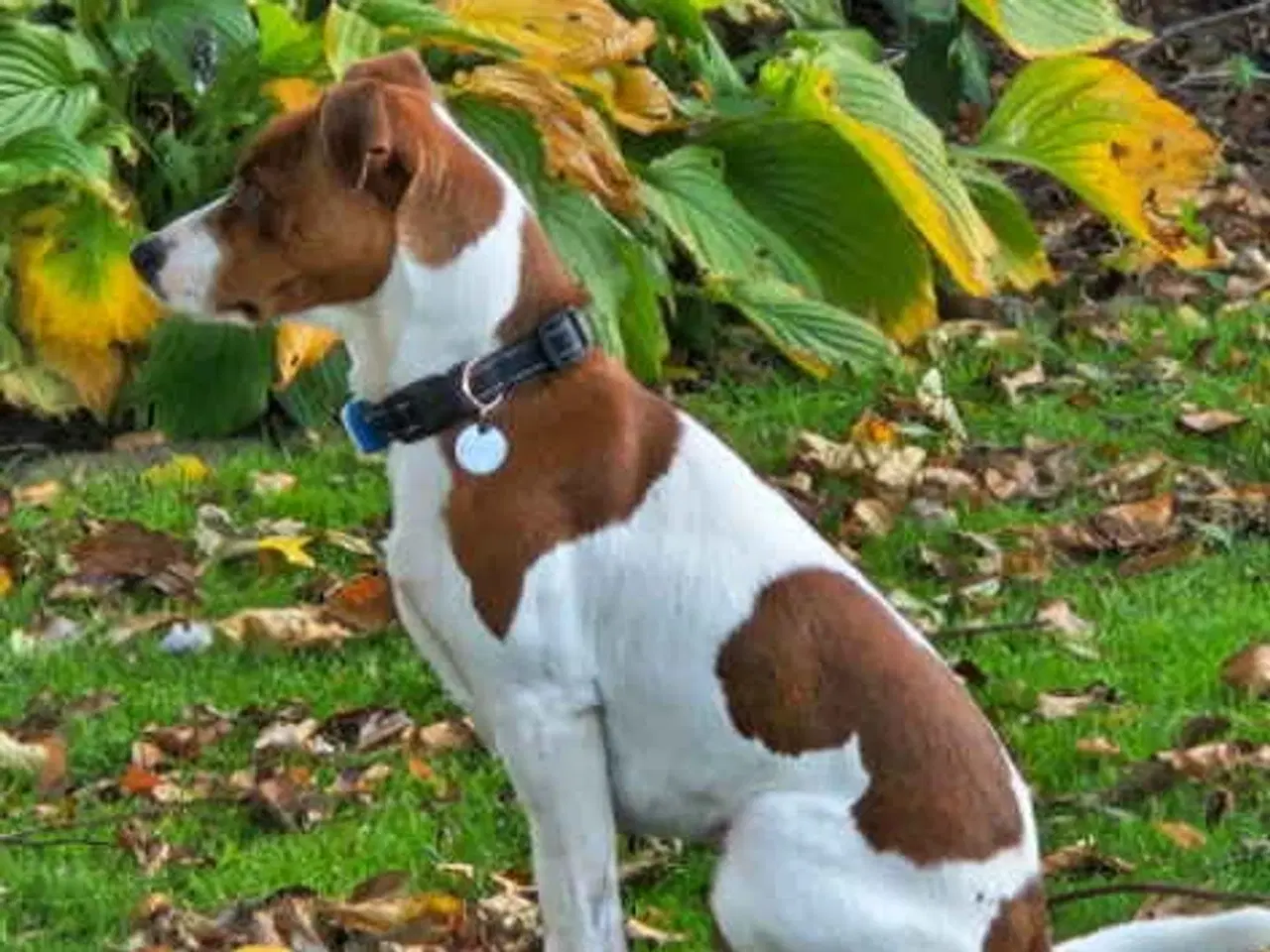 Billede 14 - Dansksvensk Gårdhund hvalpe