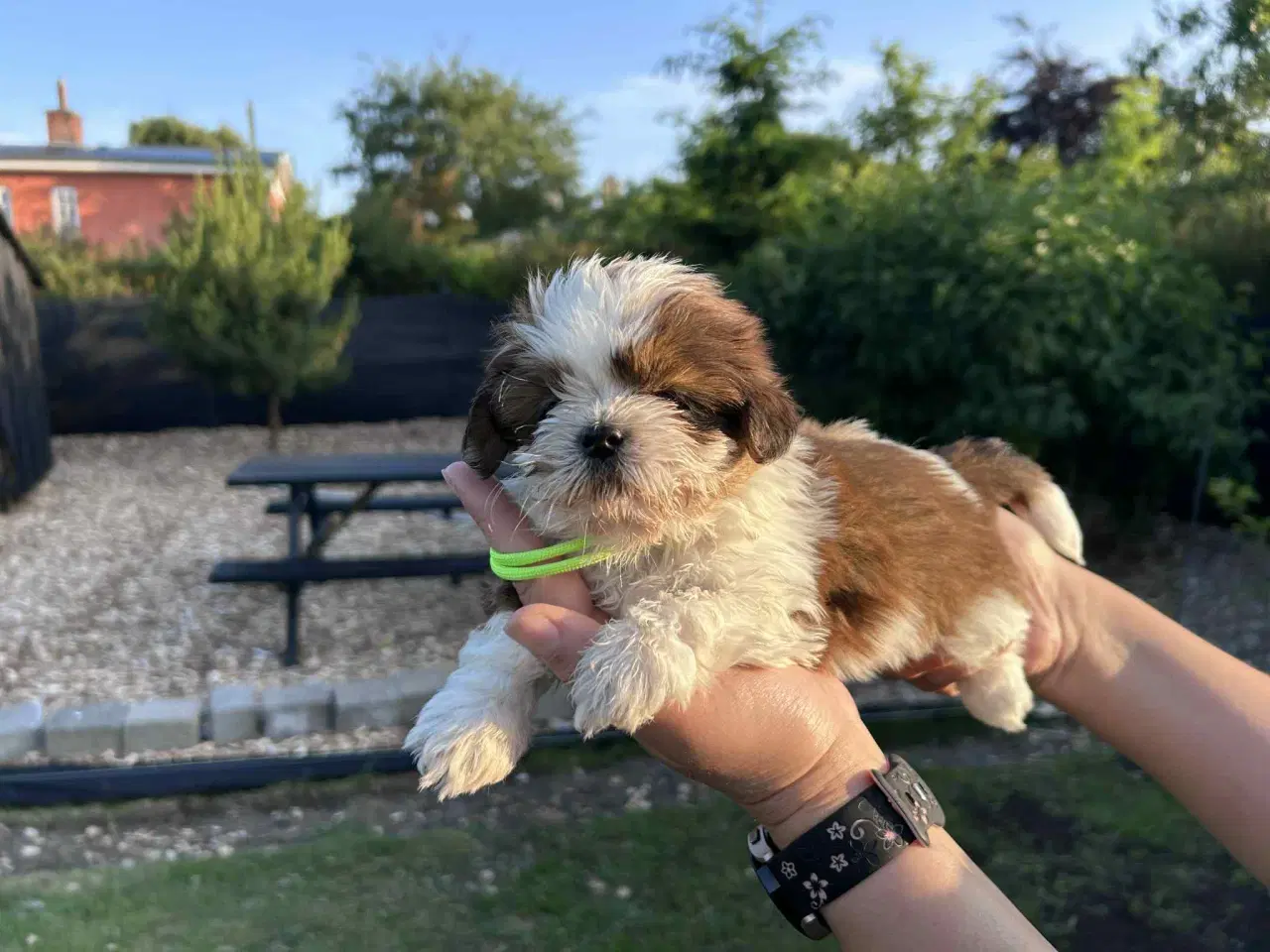 Billede 11 - Shih tzu hvalpe 