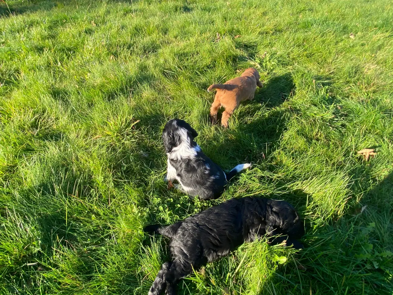 Billede 2 - Cockerspaniel hvalpe 3 hanner