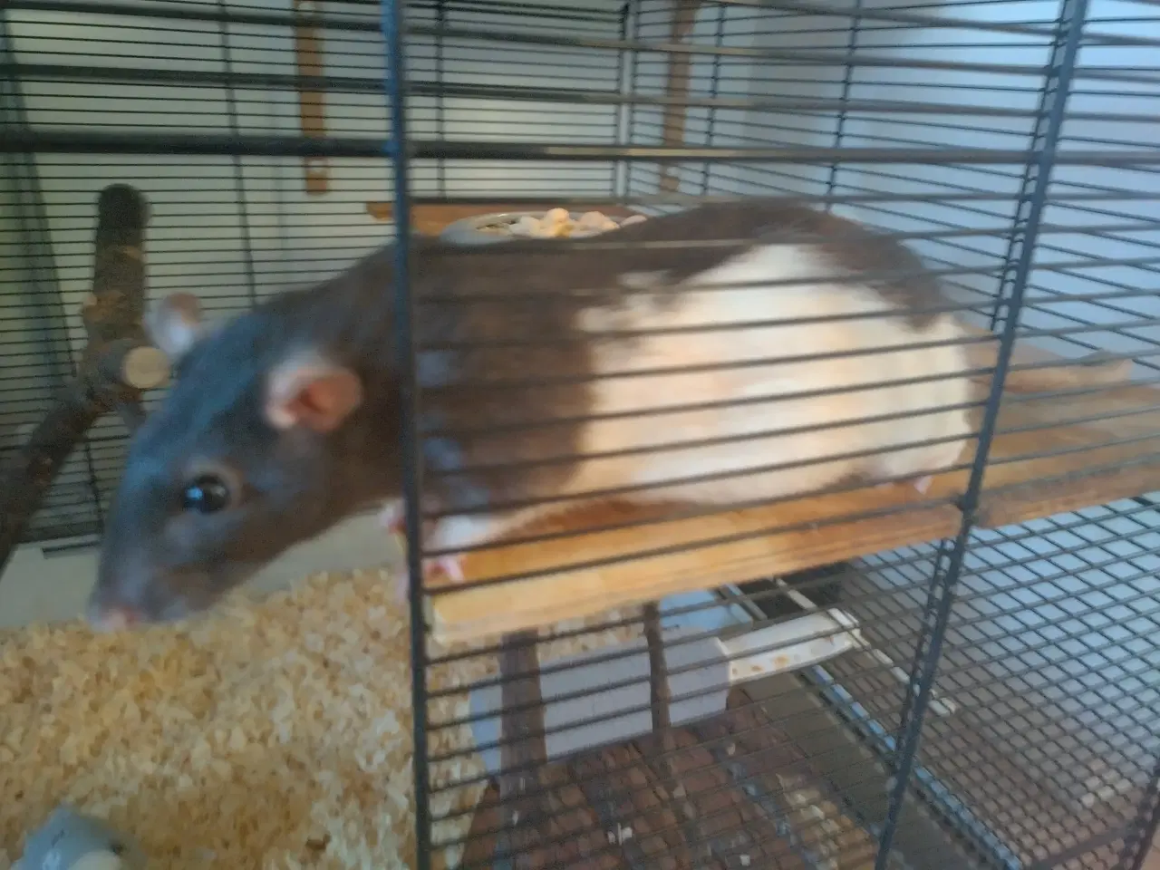 Billede 7 - Tamrotter (4 Drenge),(2 Piger)