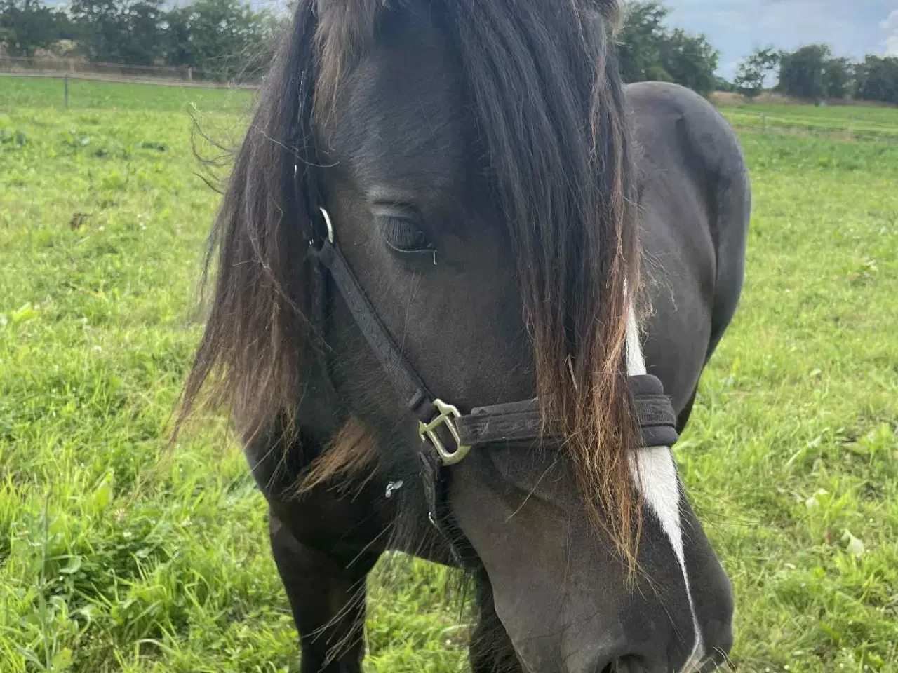 Billede 2 - Hest plag Irish Cop