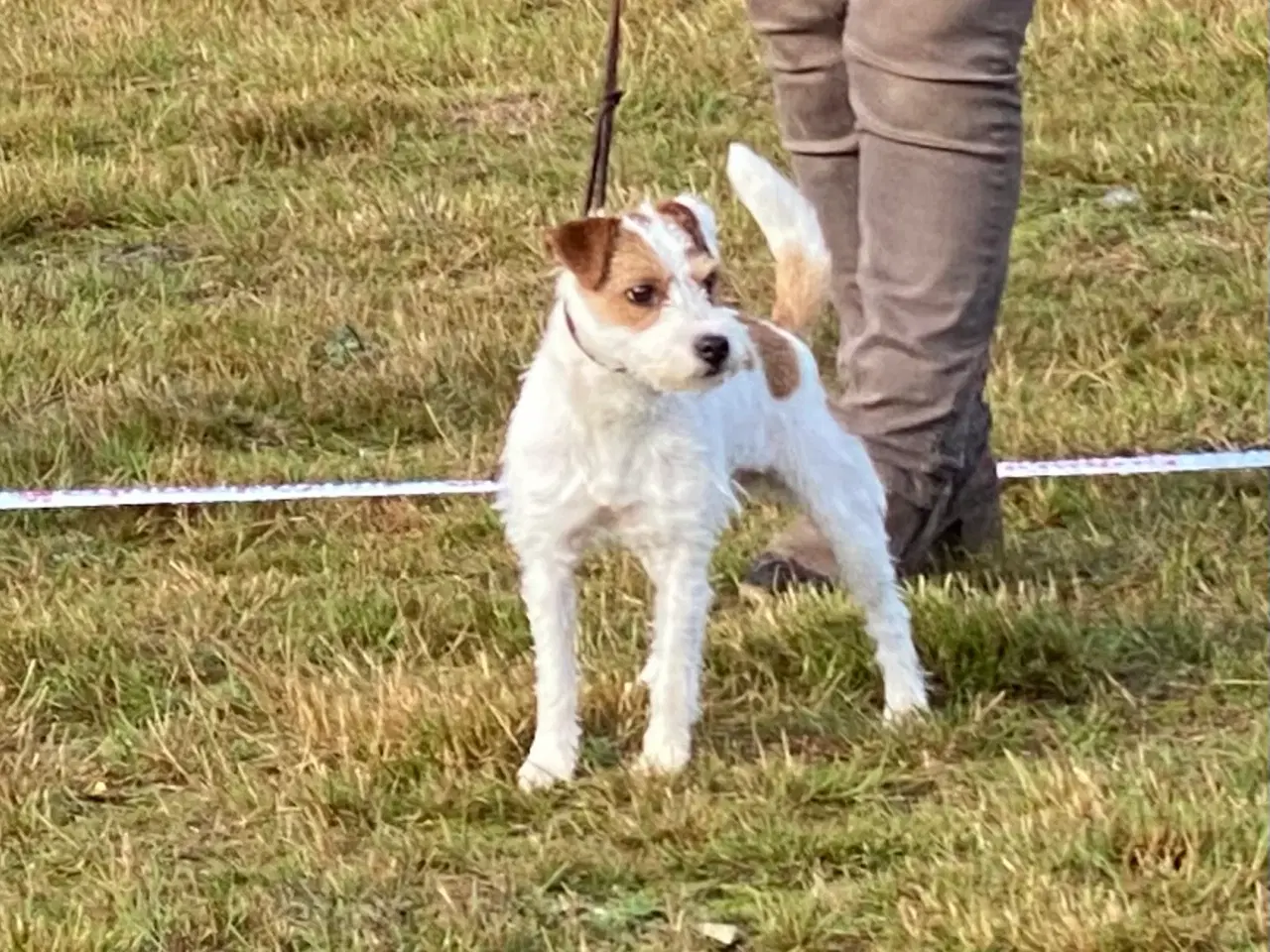 Billede 3 - Jack Russell Hvalp 