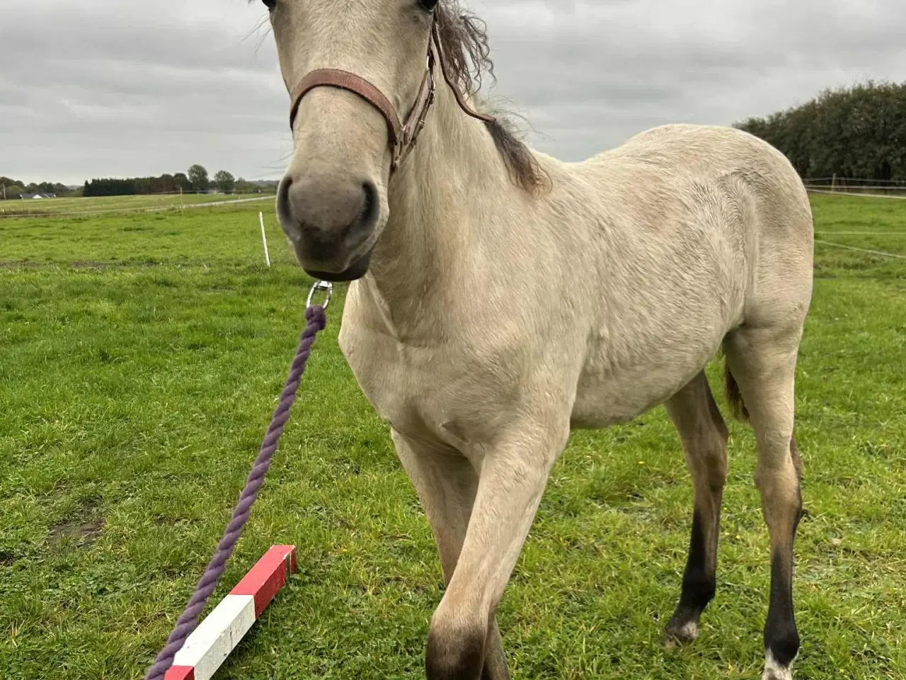 Billede 2 - 🌟 buckskin-hoppeplag søger nyt hjem 🌟