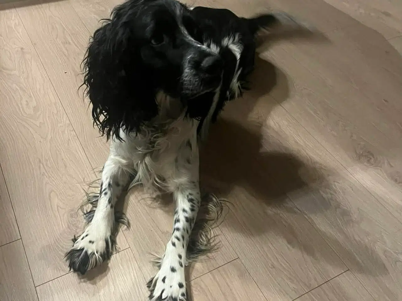 Billede 7 - Hvalpe på vej 