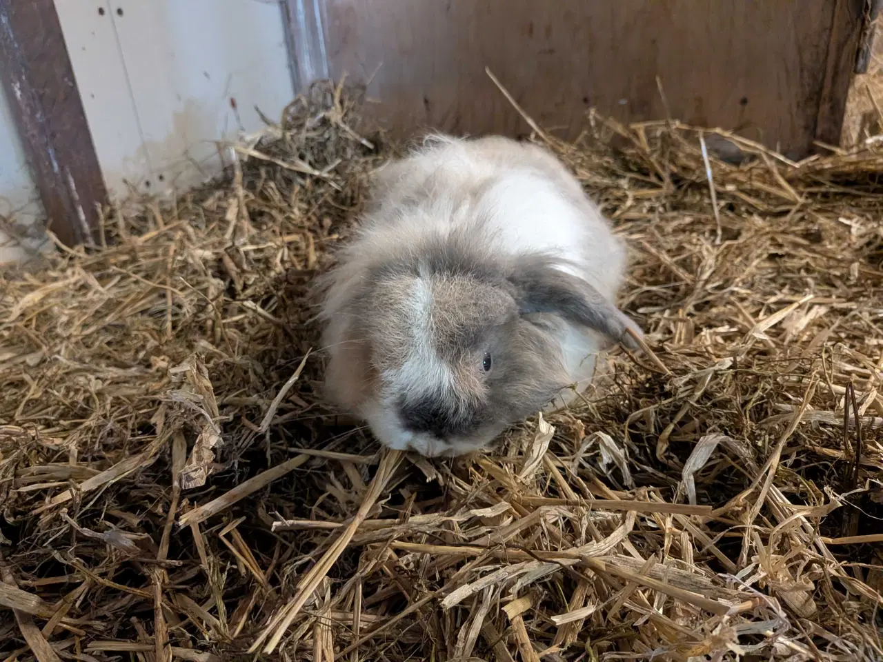 Billede 3 - Den  Lille lion lop Benjamin søger nyt hjem