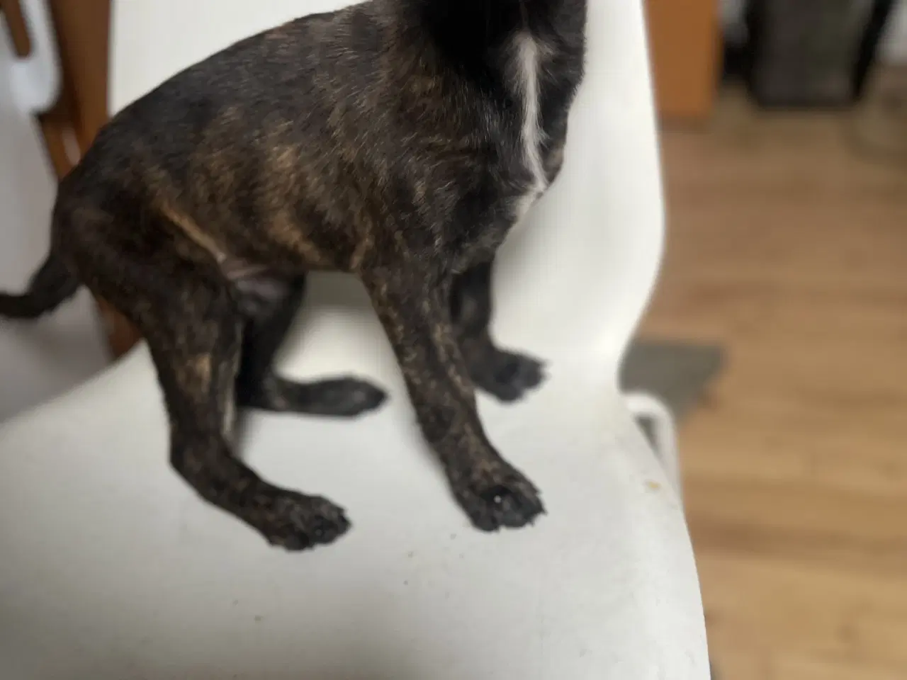 Billede 7 - 5 skønne hvalpe søger nyt, kærligt hjem 🐶 