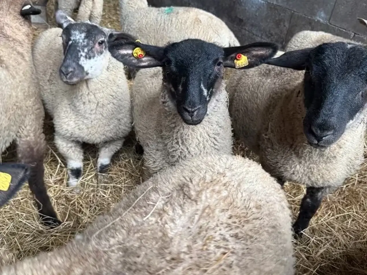 Billede 1 - Lam til salg i 6818 Lam på cirka 3 måneder i 6818 