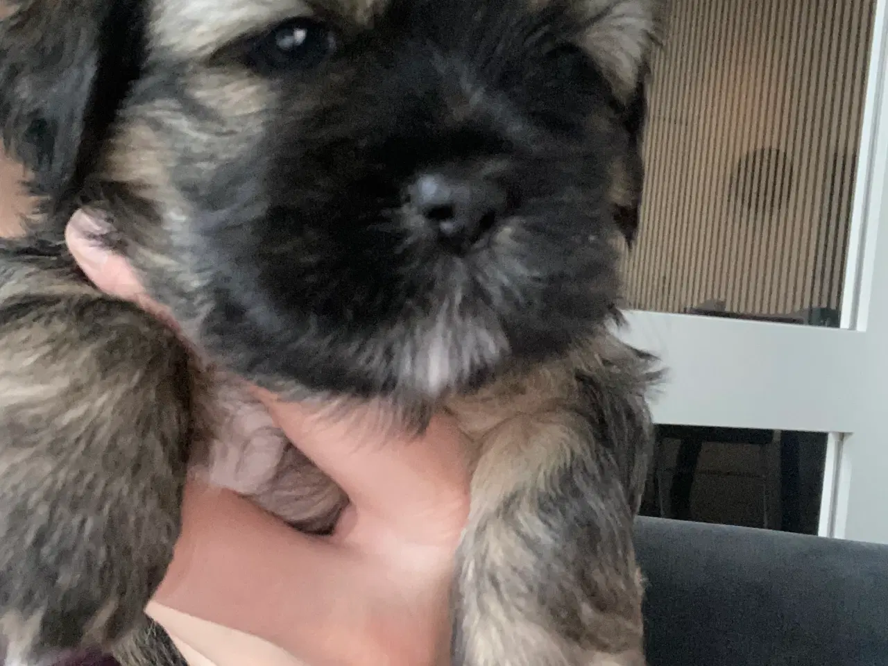 Billede 1 - Skønne Lhasa apso/shih tzu hvalpe søger ny madskål