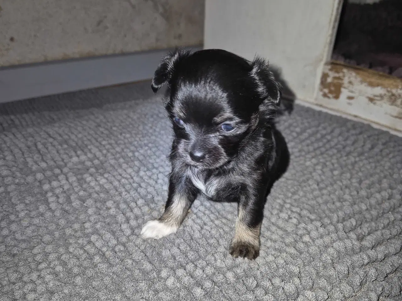 Billede 3 - Langhåret chihuahua 