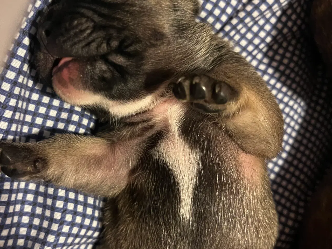 Billede 5 - Fransk Bulldog hvalpe med stamtavle