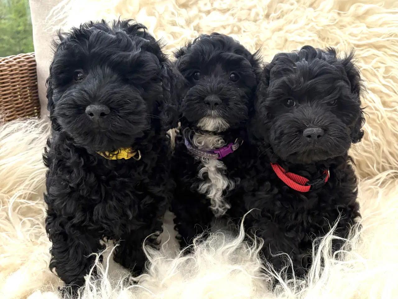 Billede 1 - De smukkeste små fine Cavapoo drenge