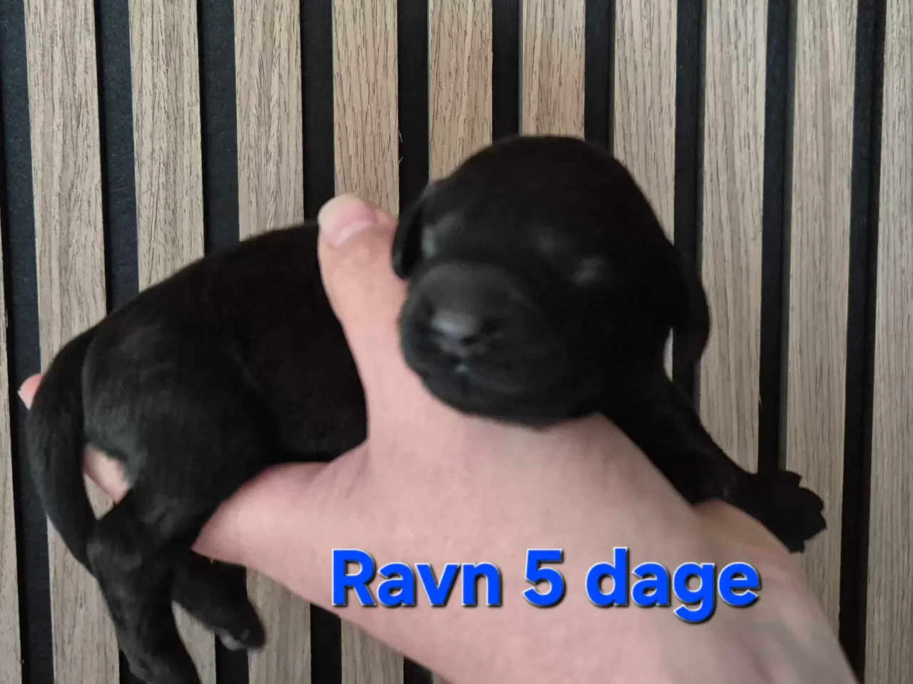 Billede 10 - Mini cockapoo f1B