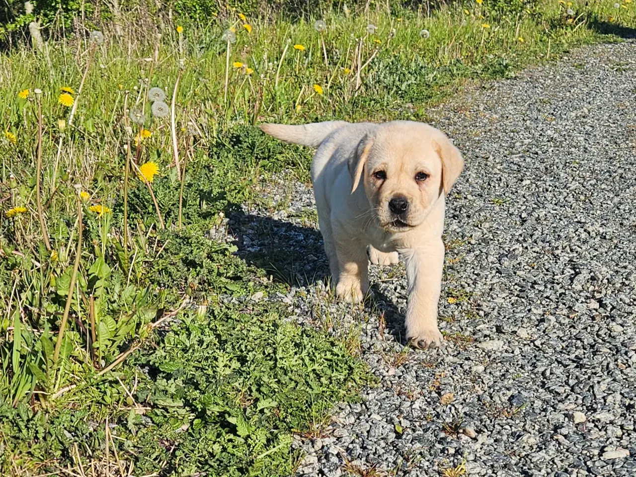 Billede 7 - Labrador/ Retriever han