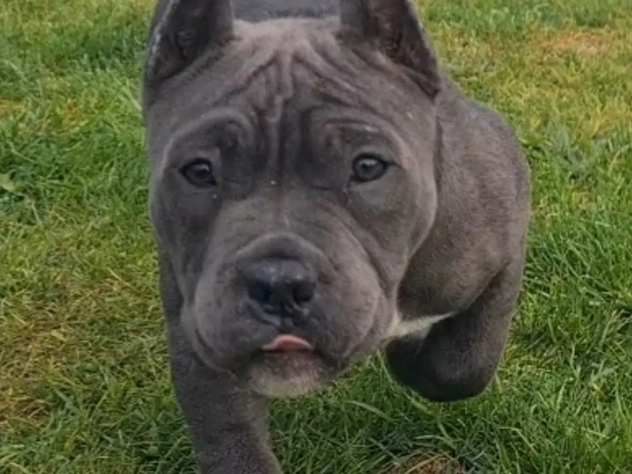 Billede 2 - American bully pocket abkc Pige 