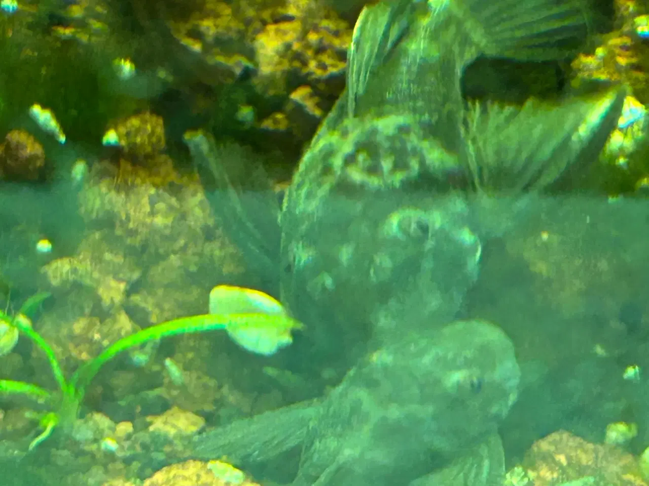 Billede 1 - 🐉 Green Dragon Ancistrus – flotte/robuste maller