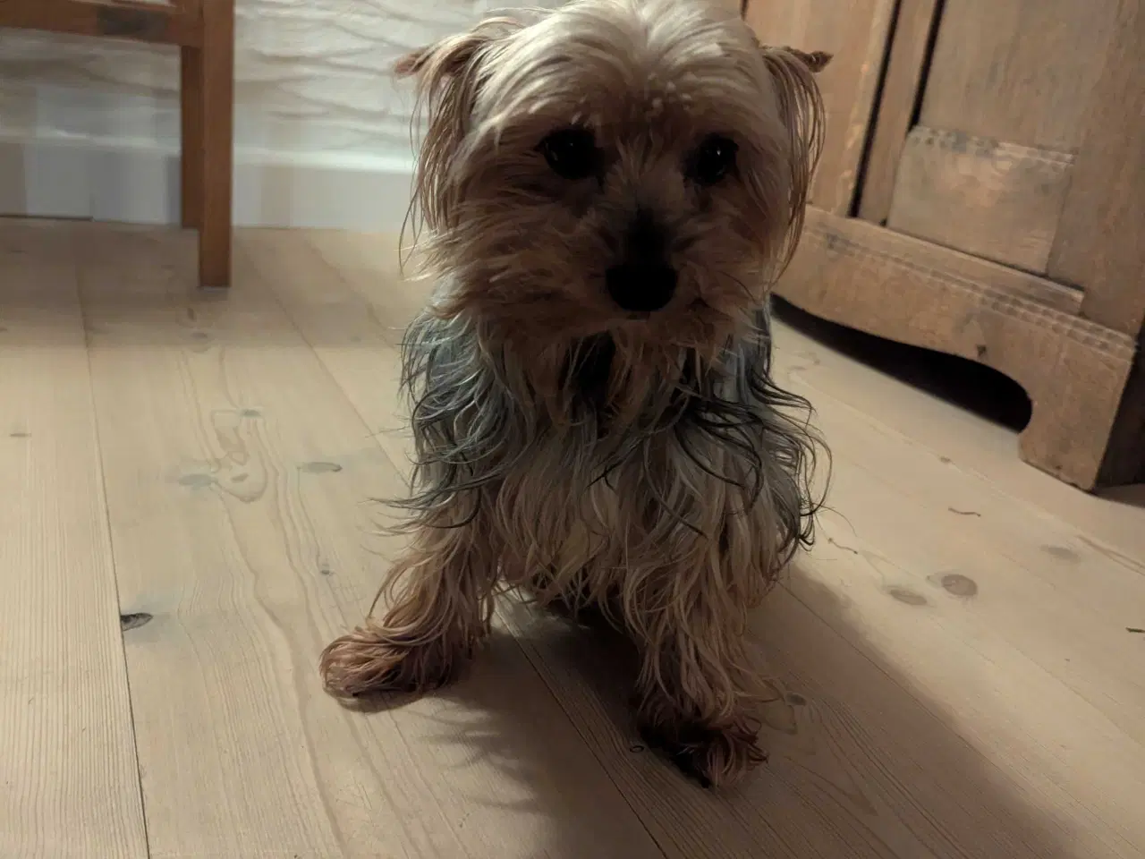 Billede 12 - Hundehvalpe 