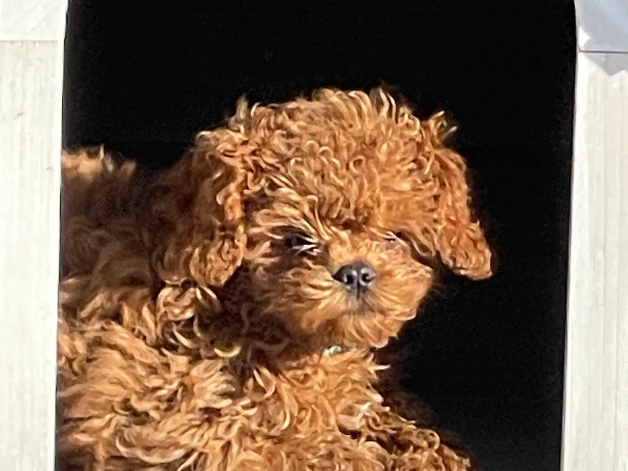 Billede 5 - Cavapoo færdig vaccineret med pas  klar til sommer