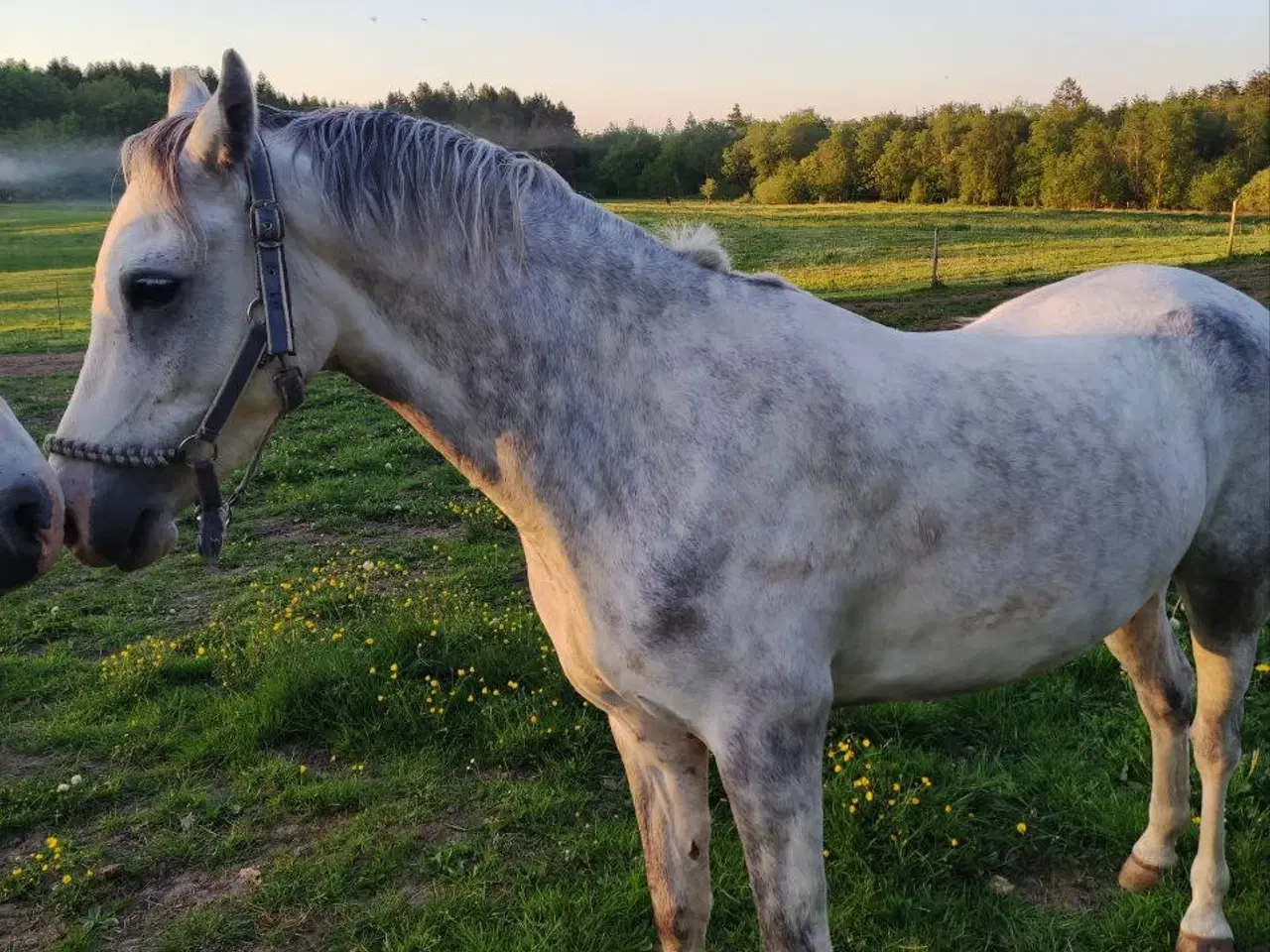 Billede 2 - Kat. 2. welsh pony sælges