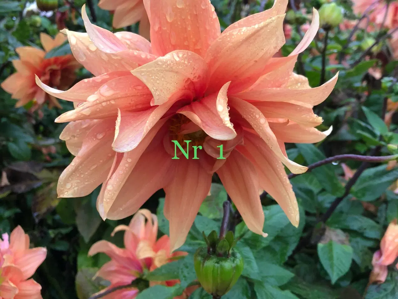 Billede 1 - Georginer orange