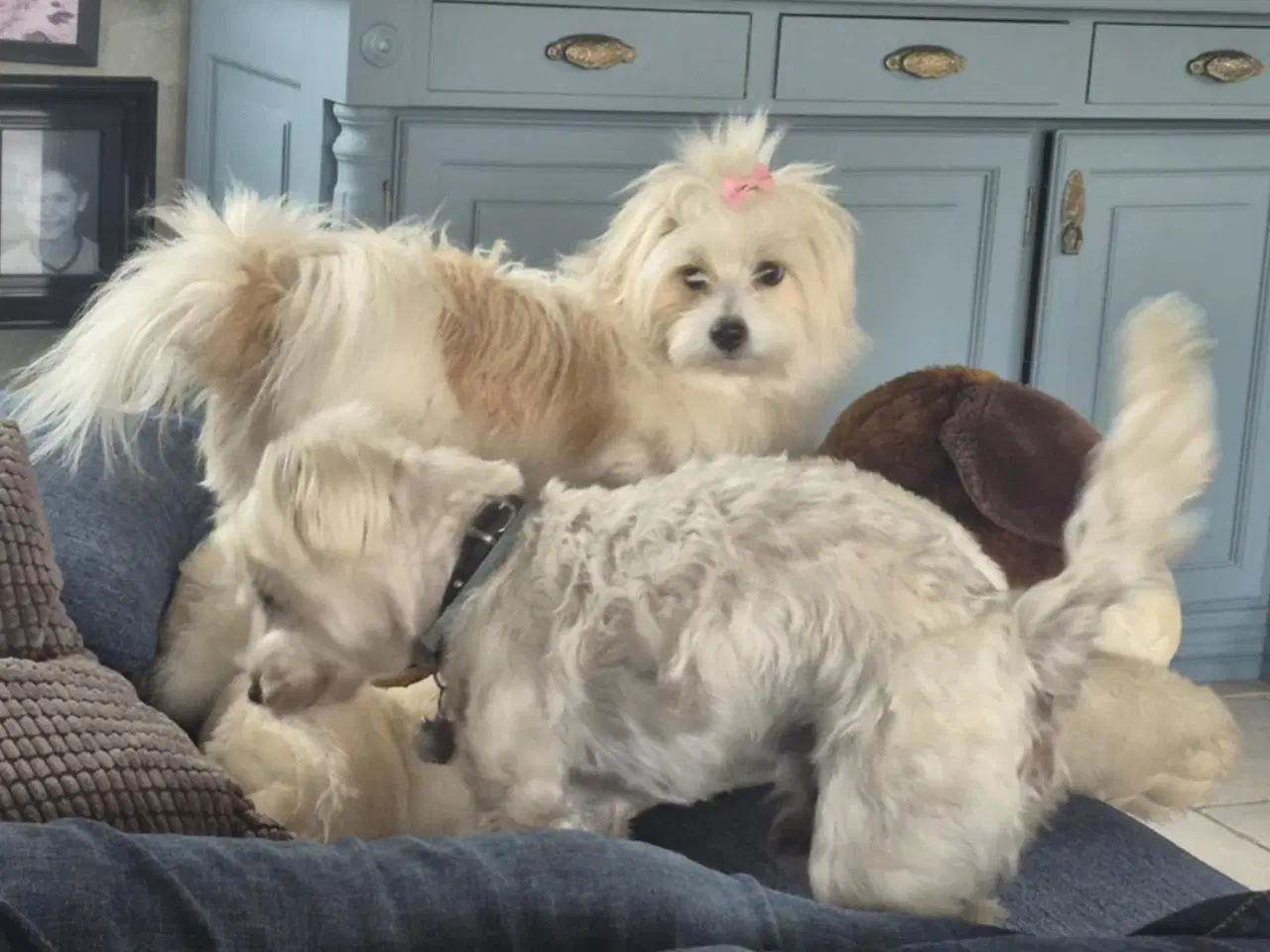 Billede 4 - Coton de tulear og Highland Maltie 