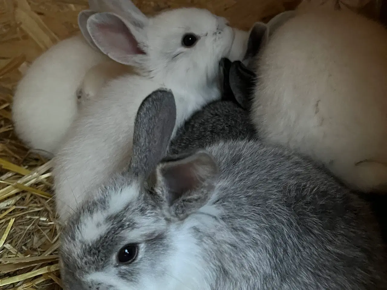 Billede 5 - Kaninunger sælges
