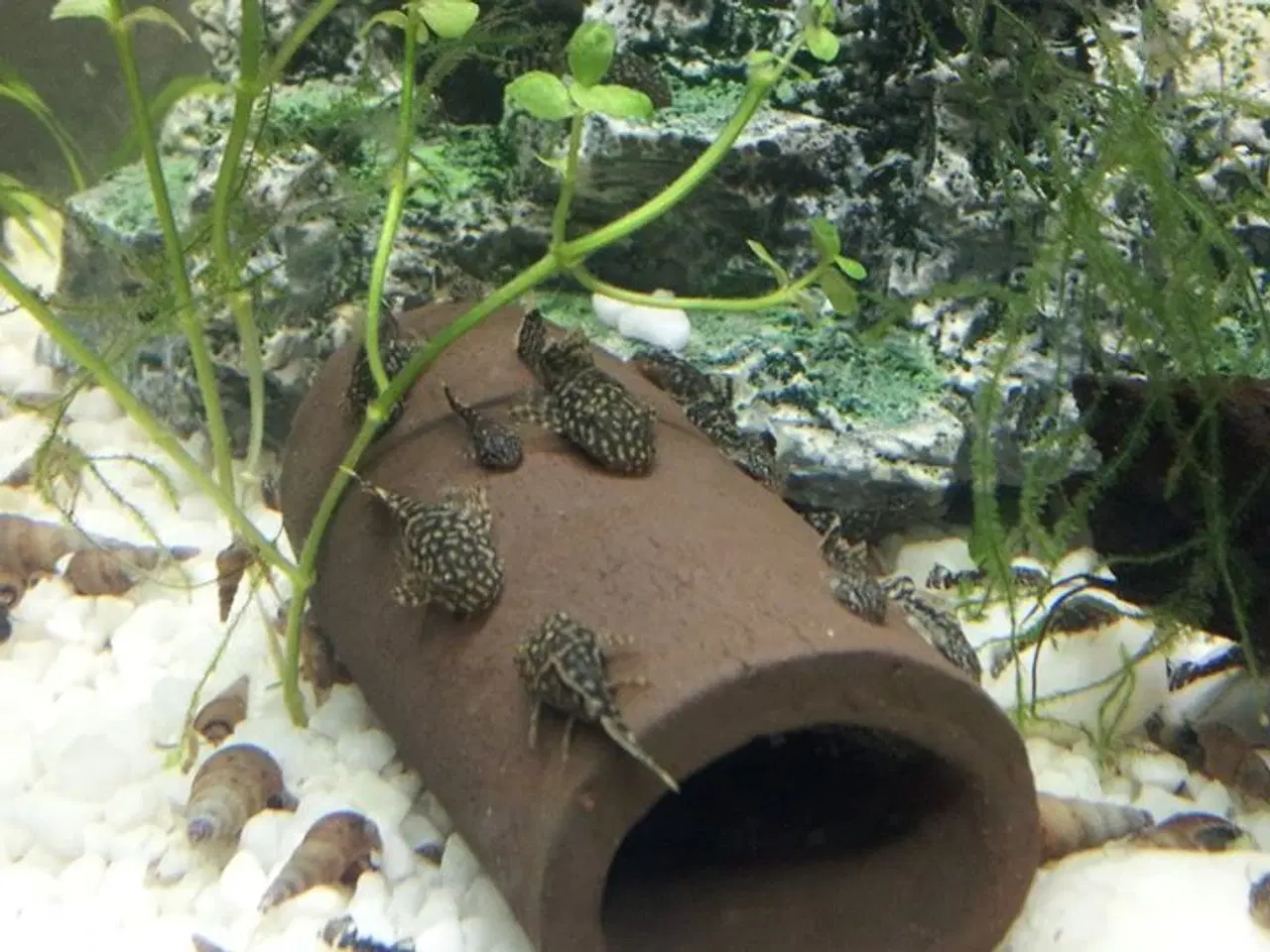 Billede 1 - Sugemaller sælges