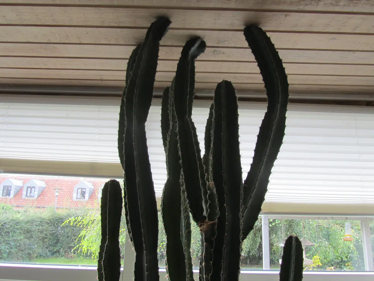 Billede 3 - kaktus