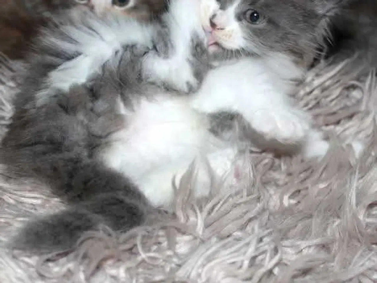 Billede 4 - Maine coon killinger med tavle