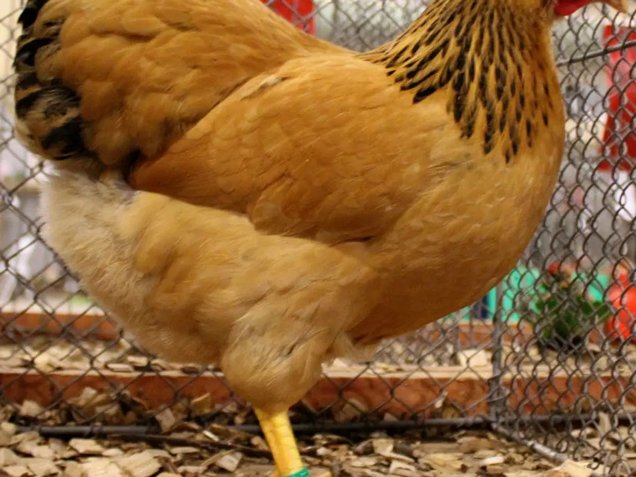 Billede 4 - Dværg Wyandotter og Brune dværg Italiener