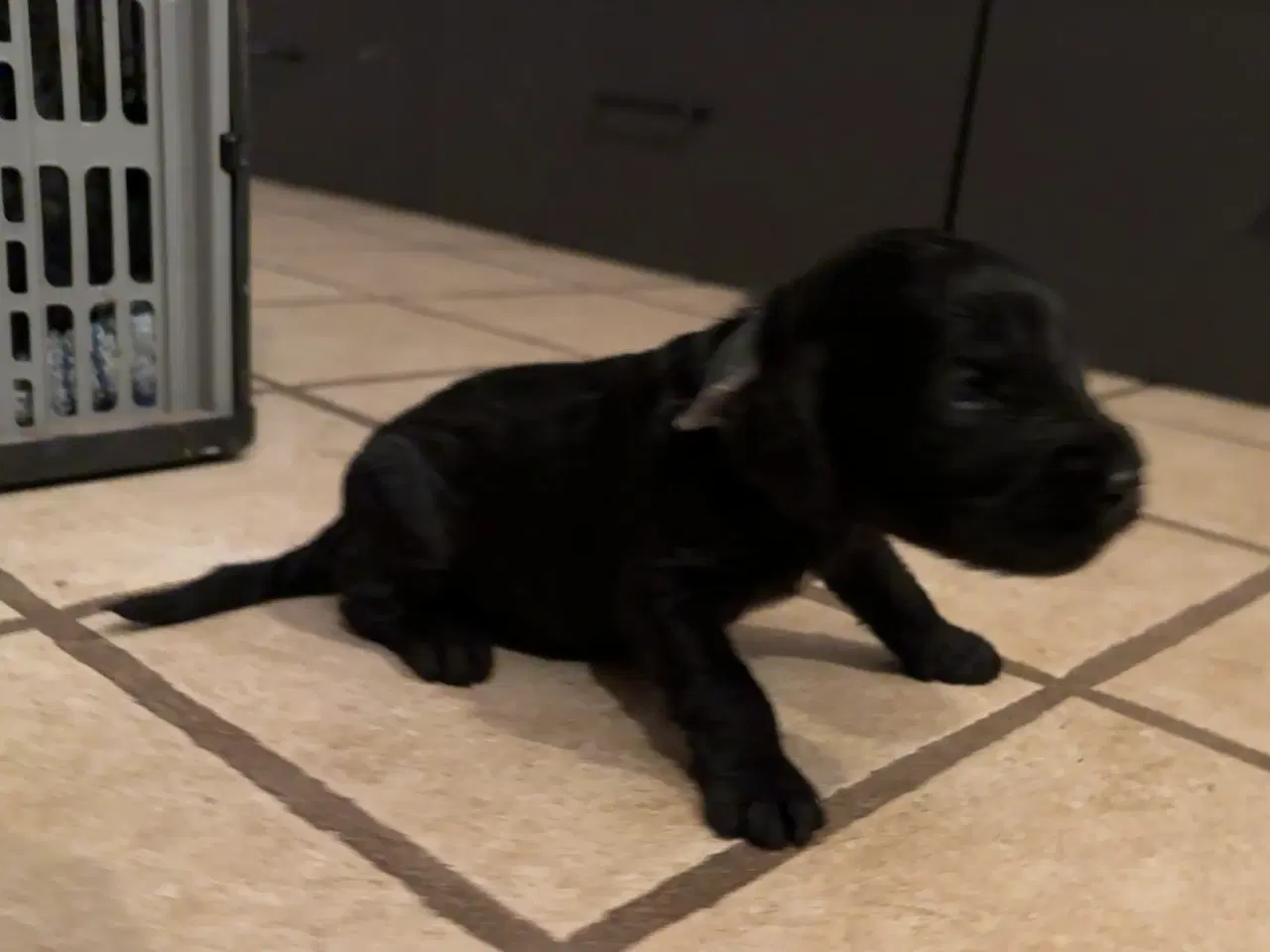 Billede 2 - Cockerdoodle / Cockapoo / Cockerpoo / Doodle hvalp