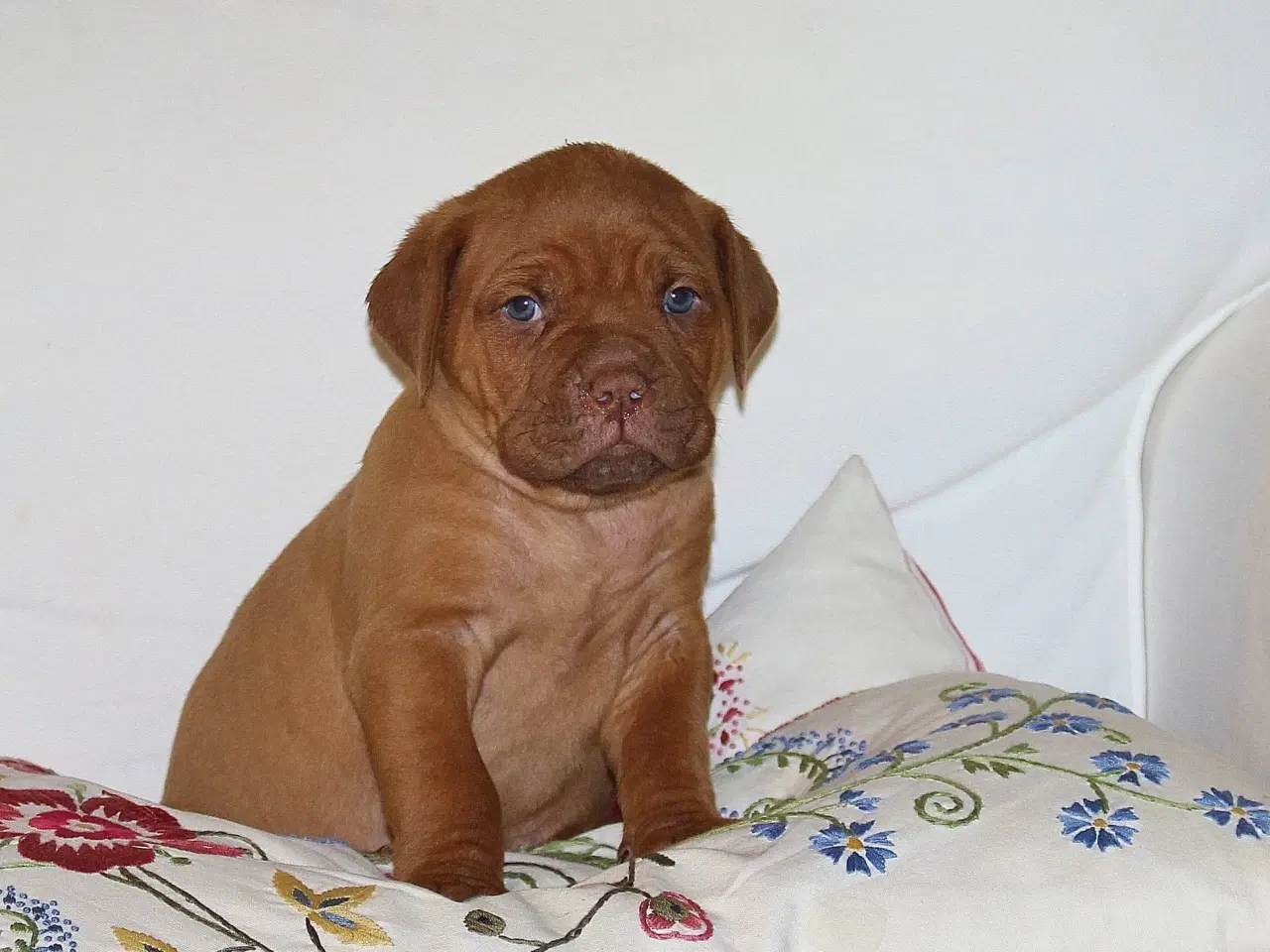 Billede 7 - Smukke fransk mastiff/Dogue de Bordeaux hvalpe 🐾
