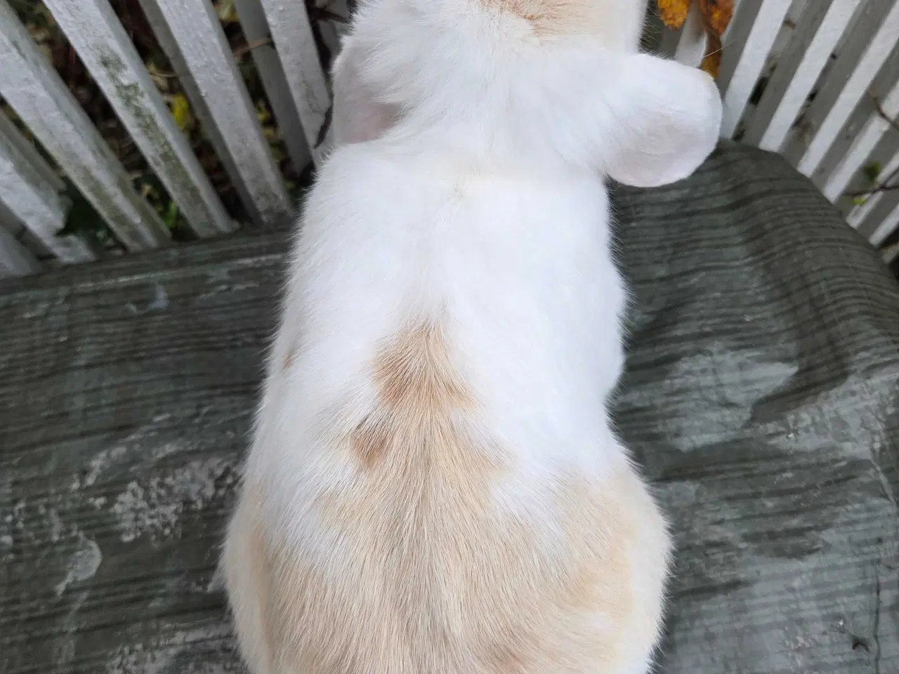 Billede 4 - Dværgvædder hun 