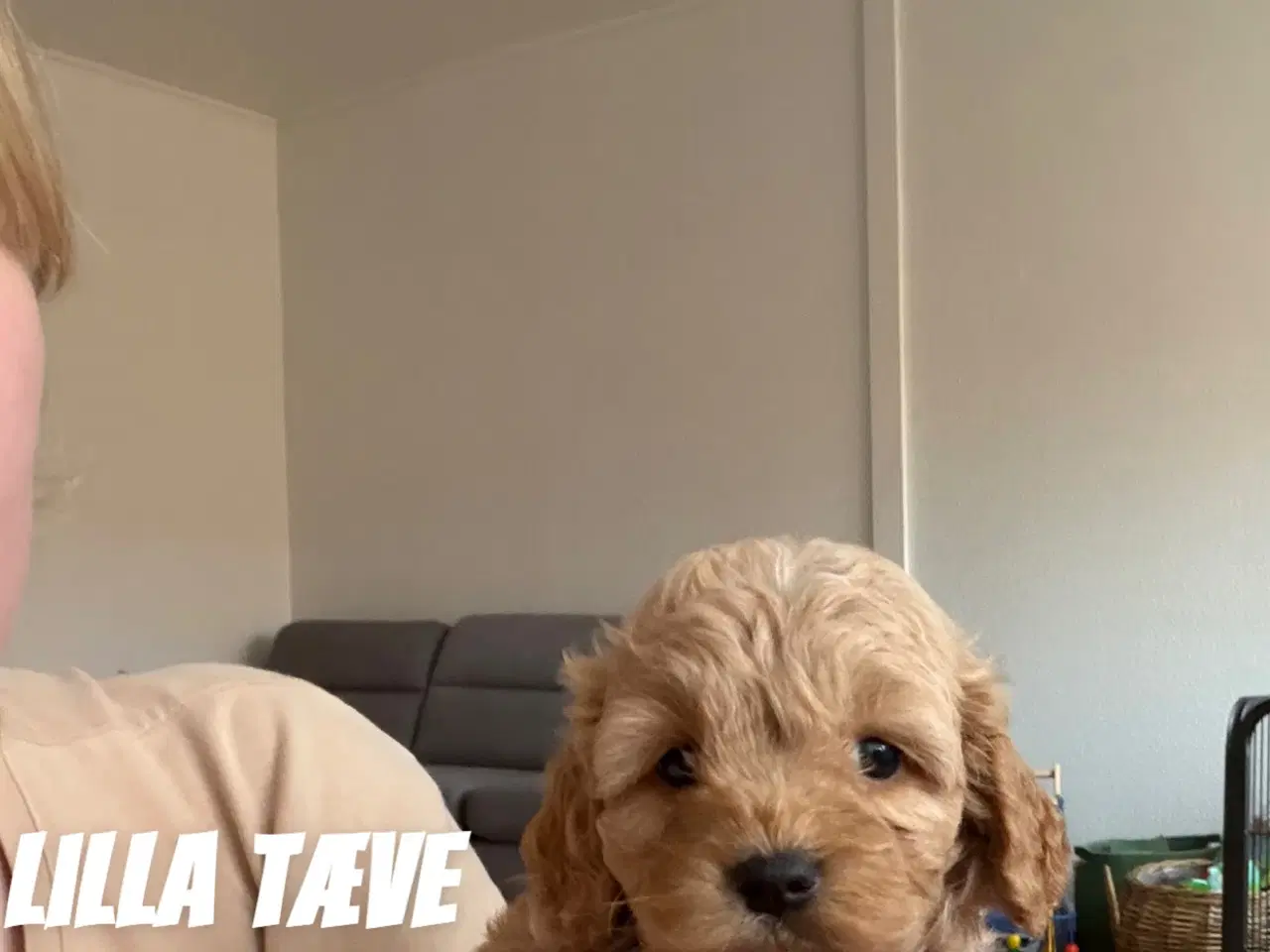 Billede 5 - Cavapoo hvalpe søger nyt hjem
