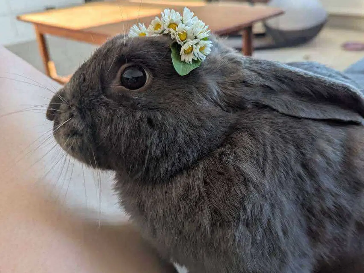 Billede 2 - Neutraliseret og vaccineret Floki