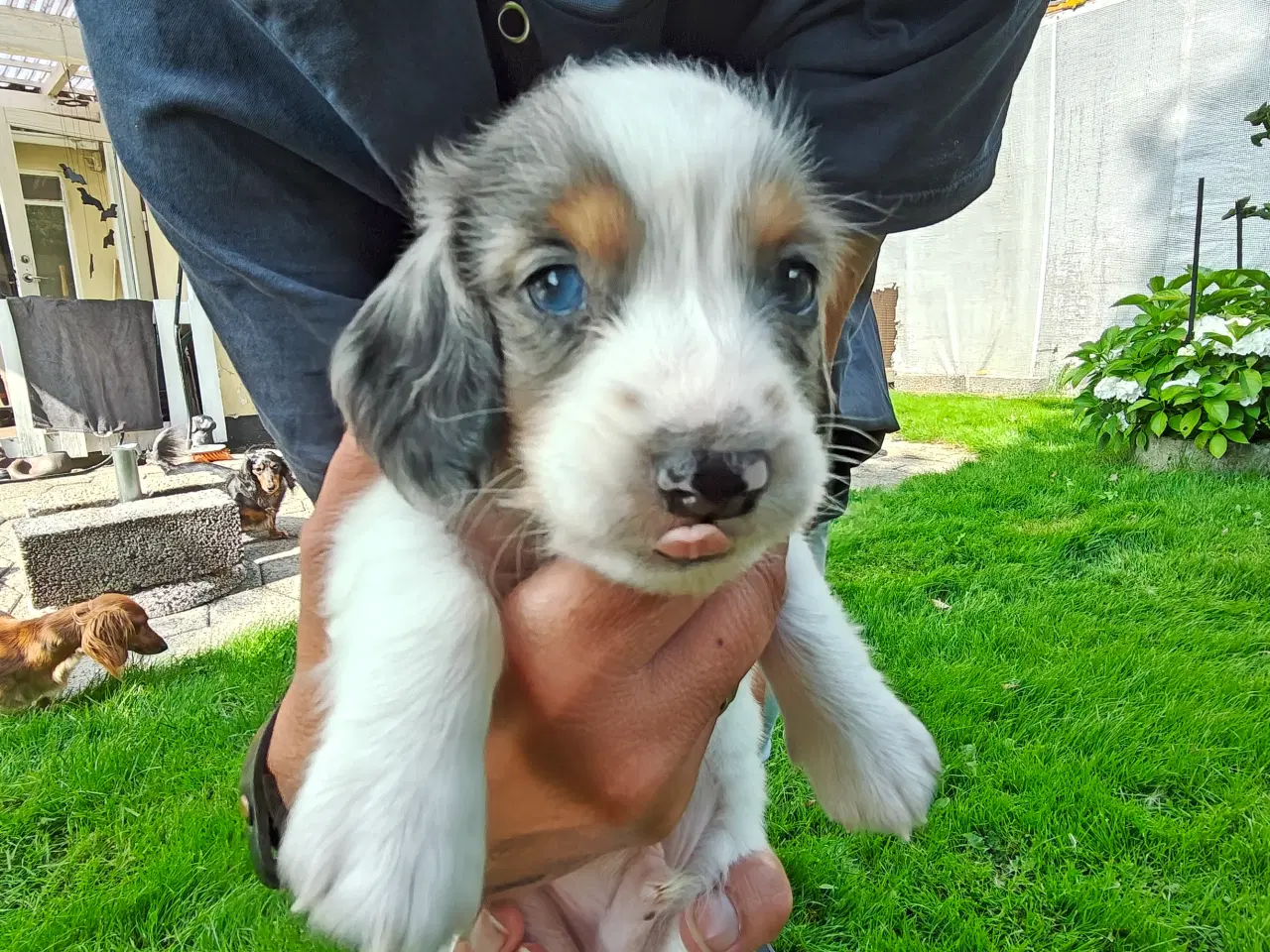 Billede 3 - Langhåret dværg gravhund 