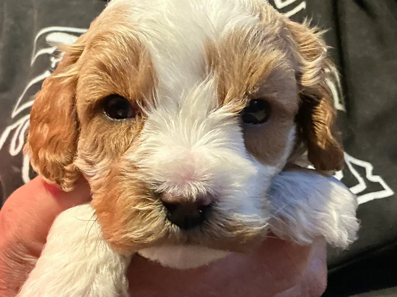 Billede 14 - Mini Cavapoo F2