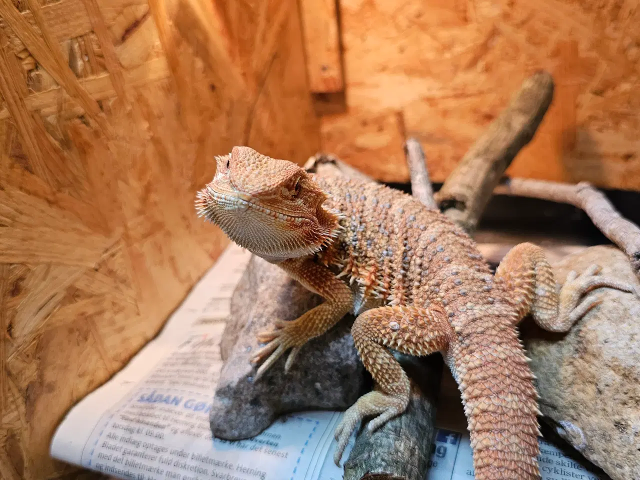 Billede 9 - HASTER skægagame unger 3 mdr gamle 😊