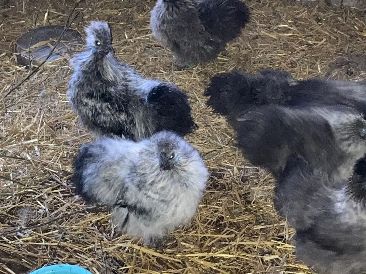 Billede 17 - Rene silke Høns