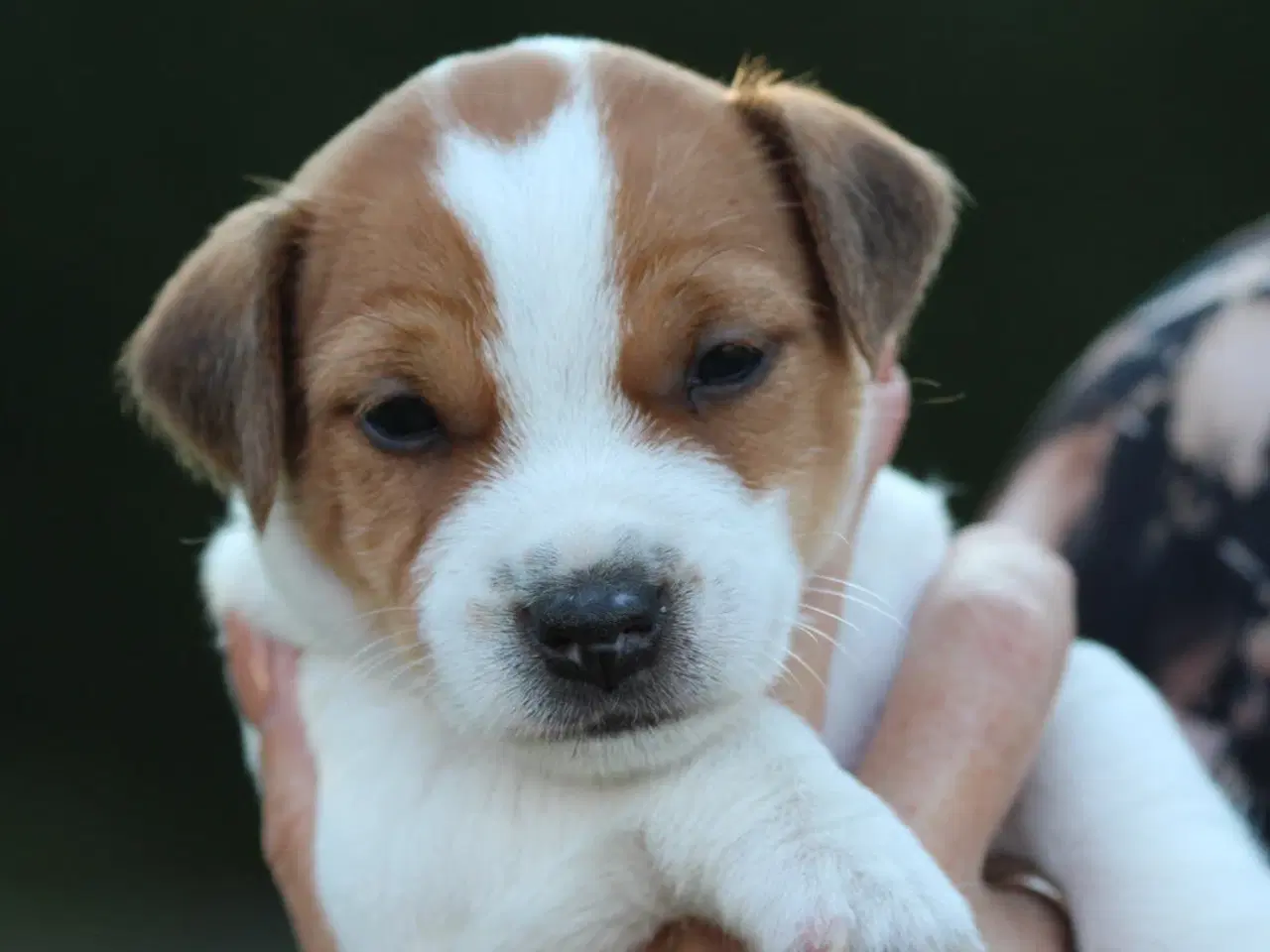 Billede 6 - Ægte Jack Russell terrier hvalpe sælges