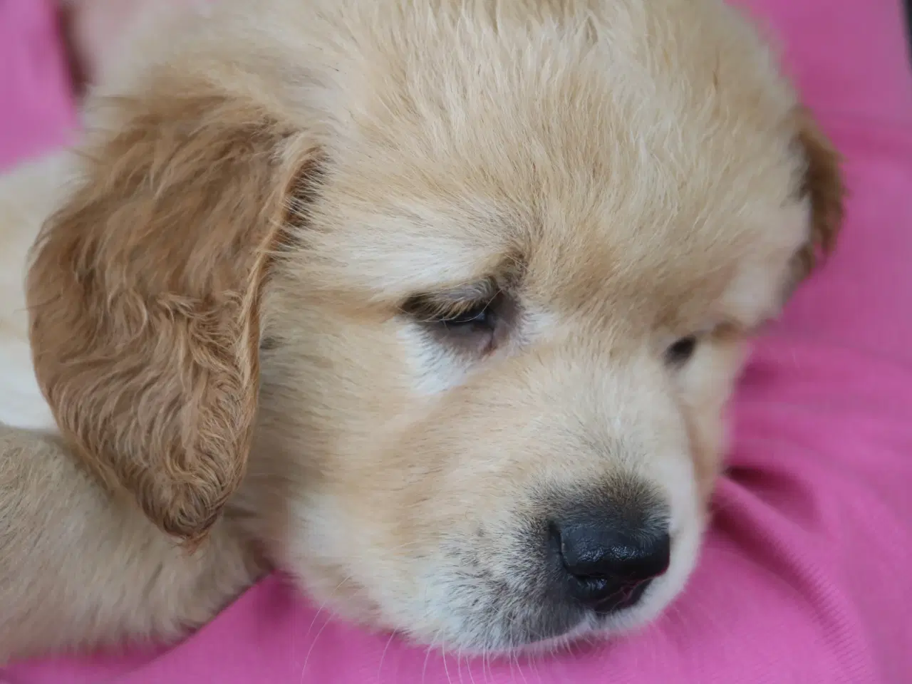 Billede 7 - Verdens smukkeste Golden Retriever hvalpe