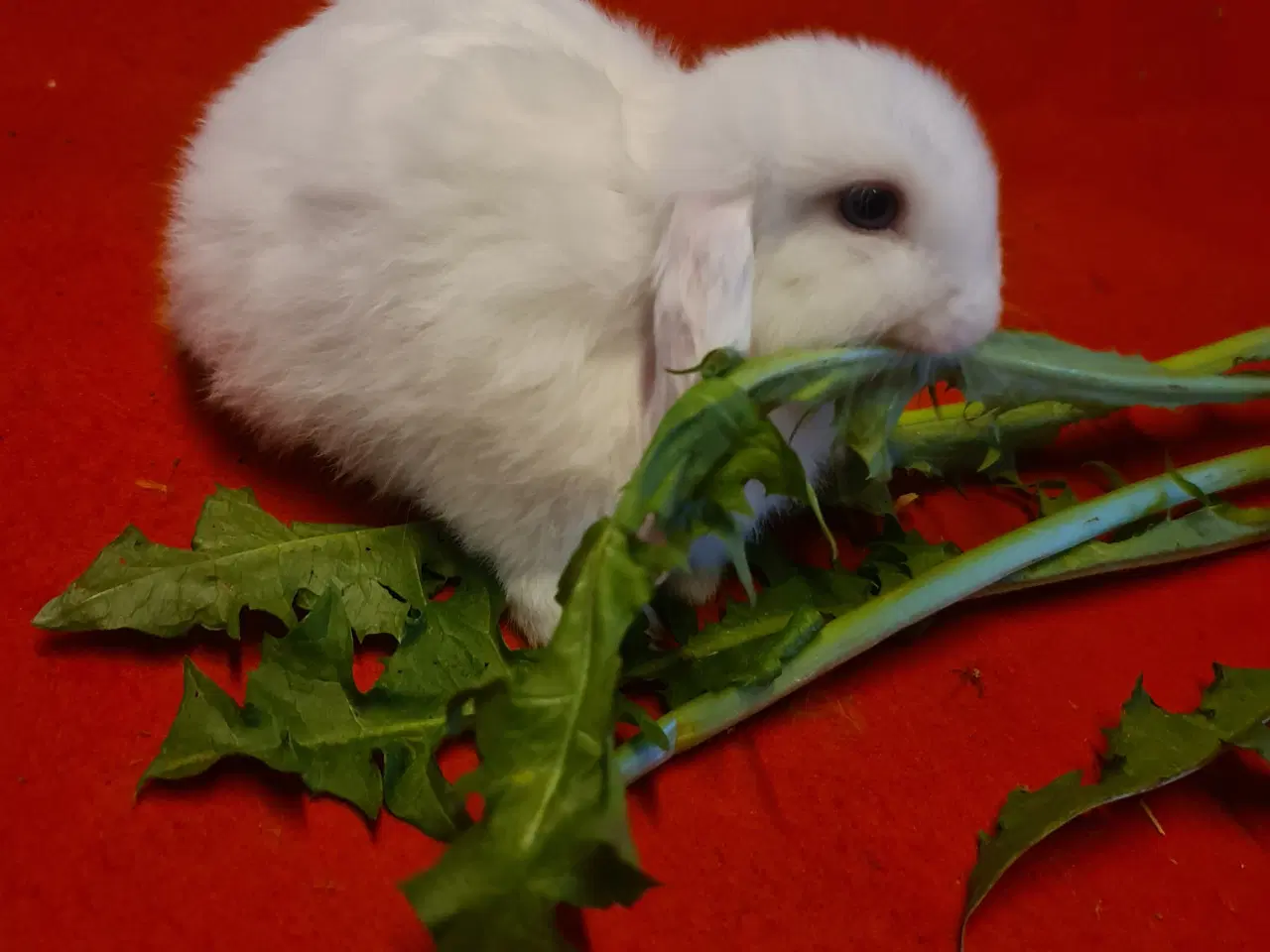 Billede 4 - Mini Lop Kaninunger 