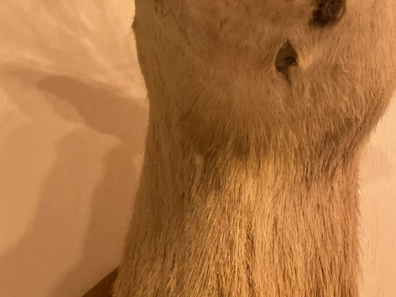 Billede 3 - Kronhjort på opsats