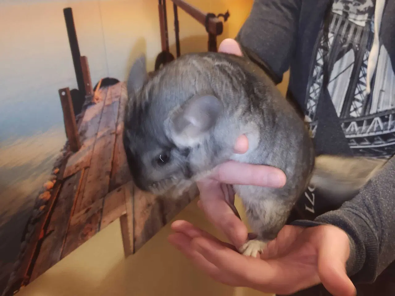 Billede 7 - Chinchilla-søskende