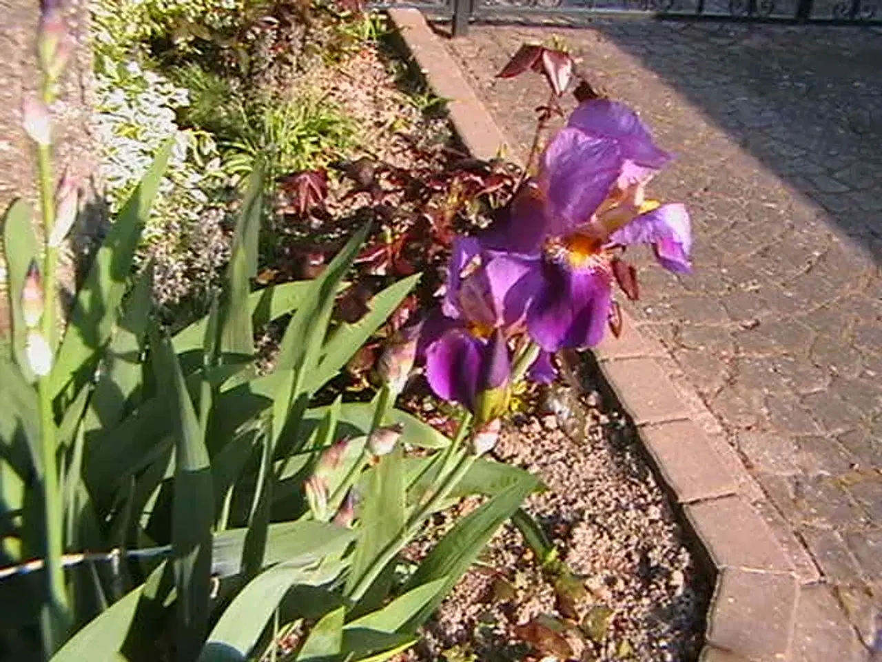 Billede 3 - Stauder. Storblomstrende Iris.